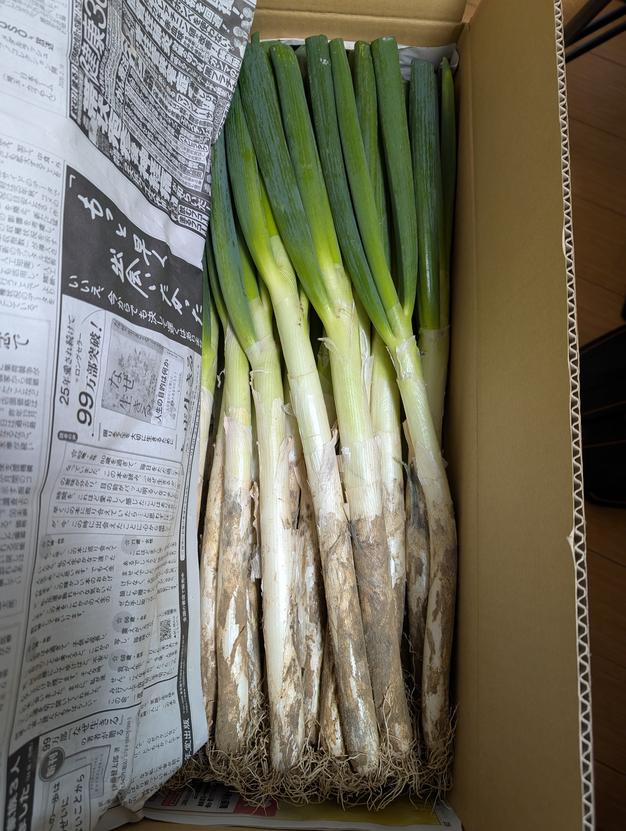食品 眉なしサンジ様 専用出品 むきねぎ20kg