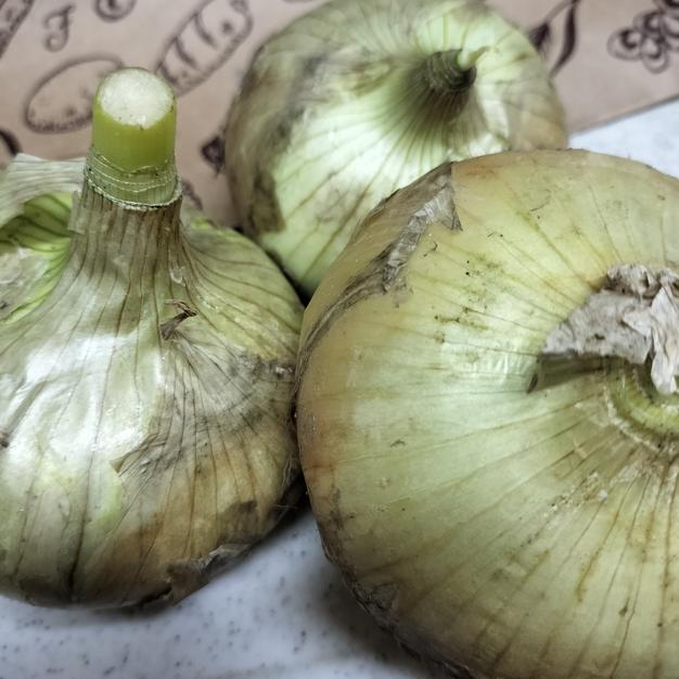 静岡県産らっきょう 1kg ｜ 野菜/その他野菜 産直アウル 農家・漁師