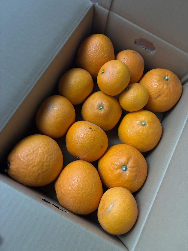 絶品‼️糖度15度越え‼️プレミアムみかんキング　旬味有田みかん　宮川早生 10Kg Mikan Mania