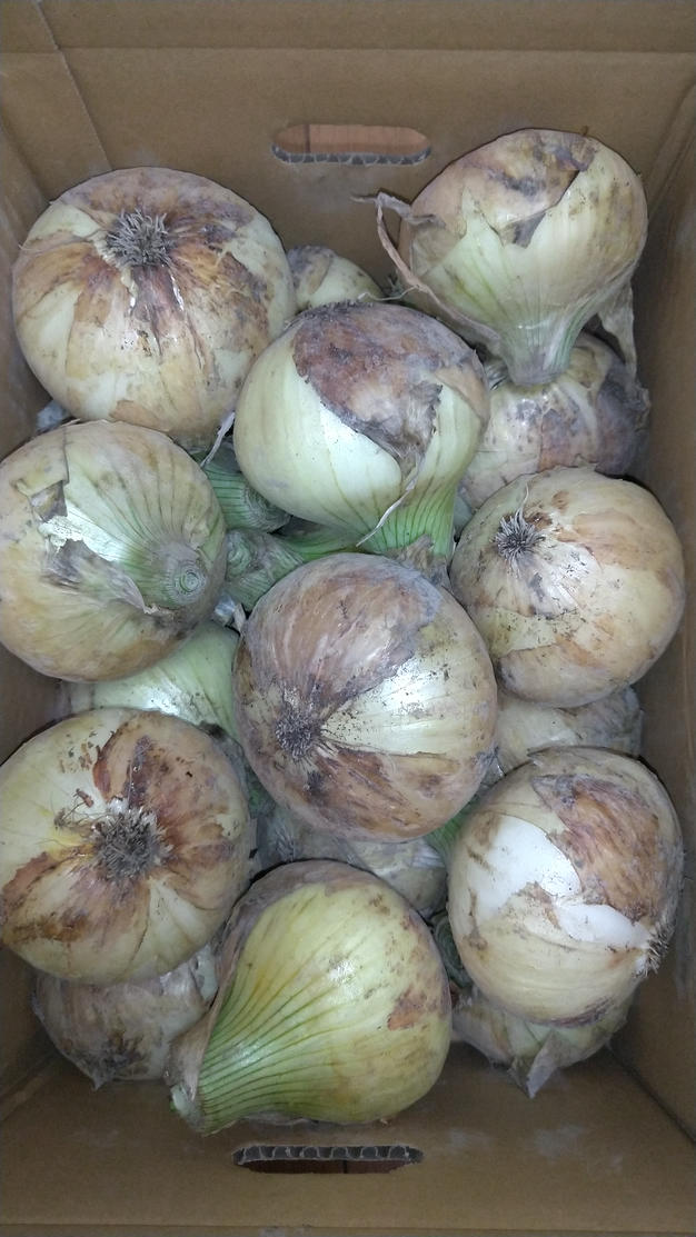 訳あり淡路島極早生新玉ねぎ20kg ｜ 野菜/玉ねぎ 産直アウル 農家