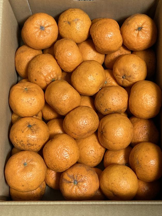 天草産ポンカン　家庭用　箱込20kg 天草産ばんかん 家庭用 箱込20kg ｜ 果物/オレンジ・その他みかん 産直
