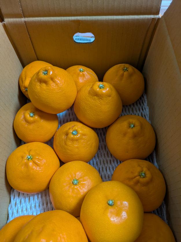 こだわり完熟有田みかん箱込み10kg家庭用 ｜ 果物/温州みかん 産直