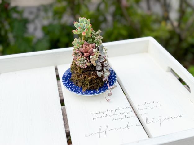 40㌢！大王松 松葉 ｜ 花・植物/花・植物 産直アウル 農家・漁師など
