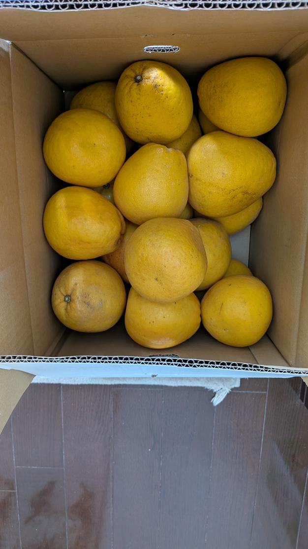 加工用・小玉】愛媛県産 河内晩柑10kg（2S〜Sサイズ）エコえひめ認証