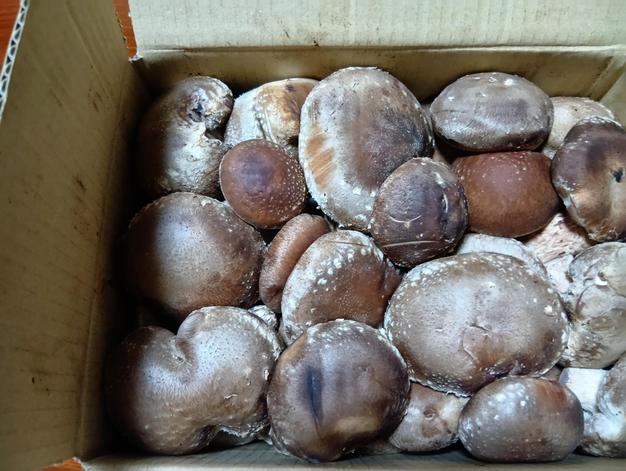 当日収穫発送》B品わけあり 生椎茸約1.5㎏♪こちらはクール便です
