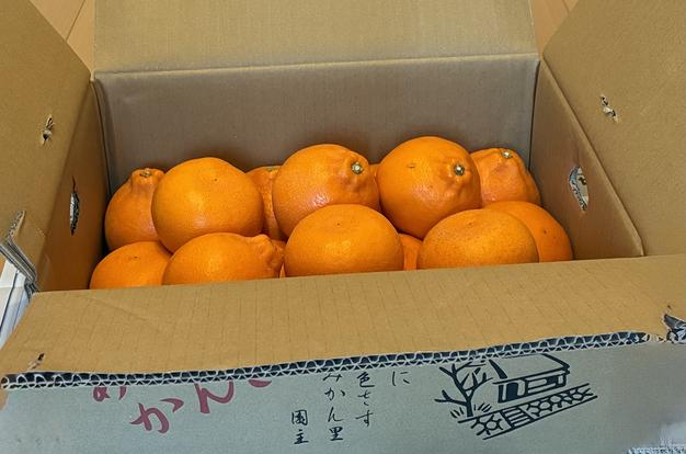 【濃厚】本場有田みかん 10kg【全国送料無料】※2025年11月下旬 主に2Lサイズ 有田みかん 完熟 送料無料 10kg箱 果物