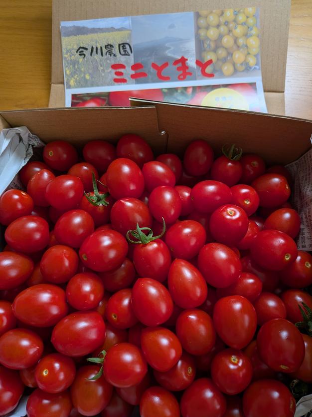 イエローミミ！】1kg箱‼︎送料シェア〜 ｜ 野菜/トマト 産直アウル