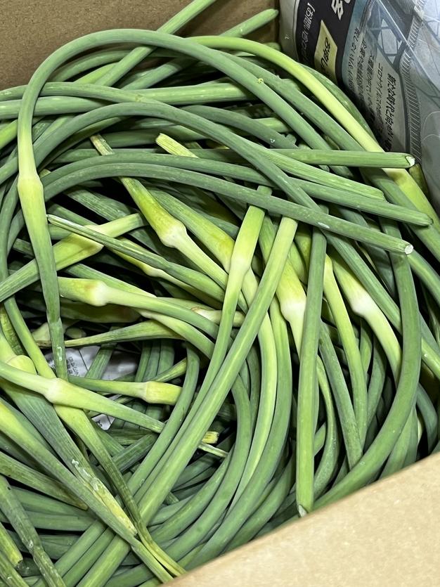 新米 玄米 SAKAVEGE米🌾 ｜ 米・穀物/玄米 産直アウル 農家・漁師など