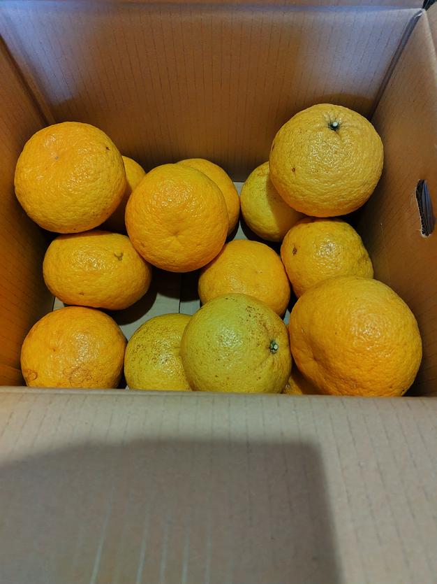 甘夏みかん 秀品Mサイズ 9Kg ｜ 果物/その他果物 産直アウル 農家
