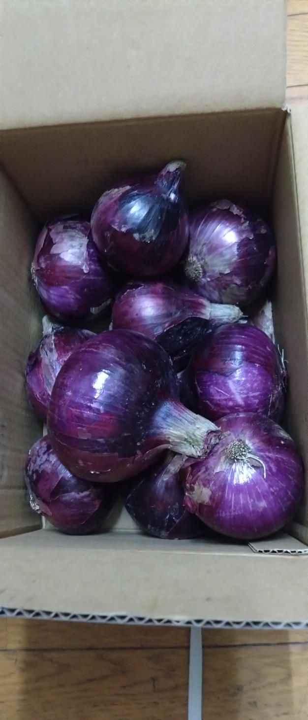 農薬・除草剤不使用！淡路島紫玉ねぎ(赤玉ねぎ)10kg ｜ 野菜/玉ねぎ
