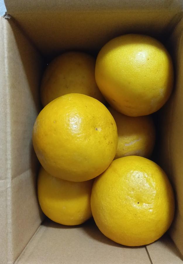 珍品 淡路島産文旦 少し傷あり 約9kg ぶんたんブンタン ｜ 果物