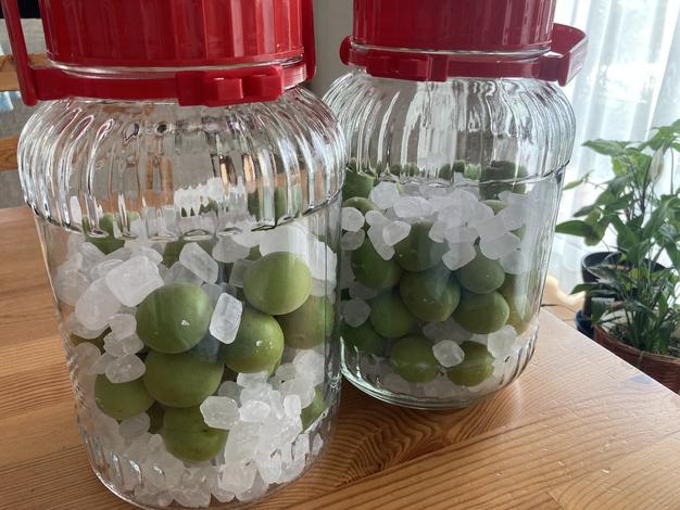 送料500円引き！ 梅酒・梅シロップに最適！ 和歌山県産希少品種 古城梅