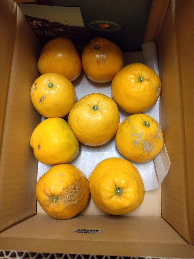 新品種】甘平×まどんな 紅プリンセスと同品種 家庭用 5kg×2箱 愛果48号