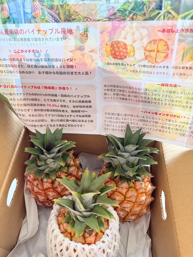 西表島産】ピーチパイン9キロ 西表島/朝/4月〜7月下旬