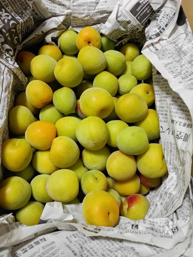 南高梅 和歌山県橋本市産 4kg 2L～4L以上サイズ ｜ 果物/青梅 産直