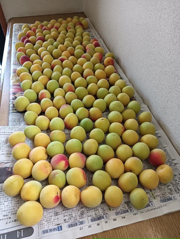 送料500円引き！ 梅酒・梅シロップに最適！ 和歌山県産希少品種 古城梅