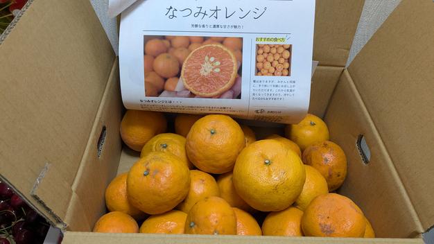 農家直送！なつみオレンジ 訳あり10kg≪サイズ混合≫ ～蛍飛ぶ町から旬