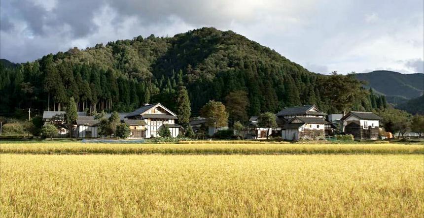 限定希少米】 令和7年産 福井県池田町産 特別栽培米 コシヒカリ 精米