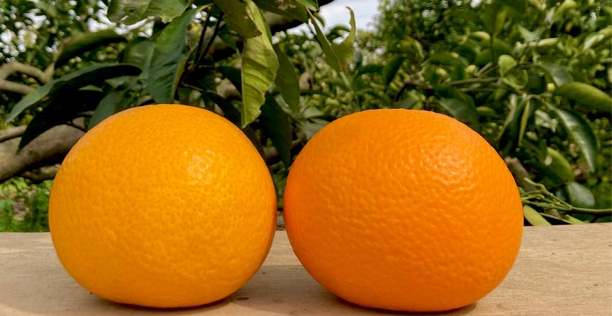 Bee Farmのご紹介 阿波市 産直アウル 農家から直接野菜などの食材を購入できる産地直送の宅配通販サイト Bee Farmのご紹介 阿波市 産直アウル 農家から直接野菜などの食材を購入できる産地直送の宅配通販サイト