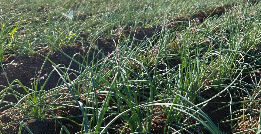 農家直送】伊江島特産「軟白 島らっきょう」3kg | 野菜/その他野菜