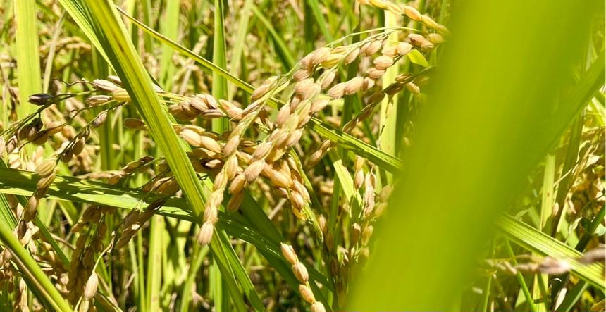 収穫から3日~7日以内の【 生きたお米 】農薬&化学肥料80%以上大幅減