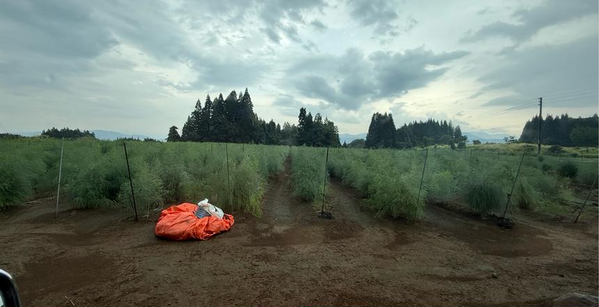 じゅんちゃん専用　コシヒ玄20kg 🆕!!新米🌾 7年産 魚沼産 コシヒカリ 20kg | 米・穀物/米/精米