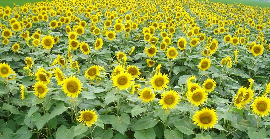 せとか 家庭用の通販｜食べチョク｜産地直送(産直)お取り寄せ