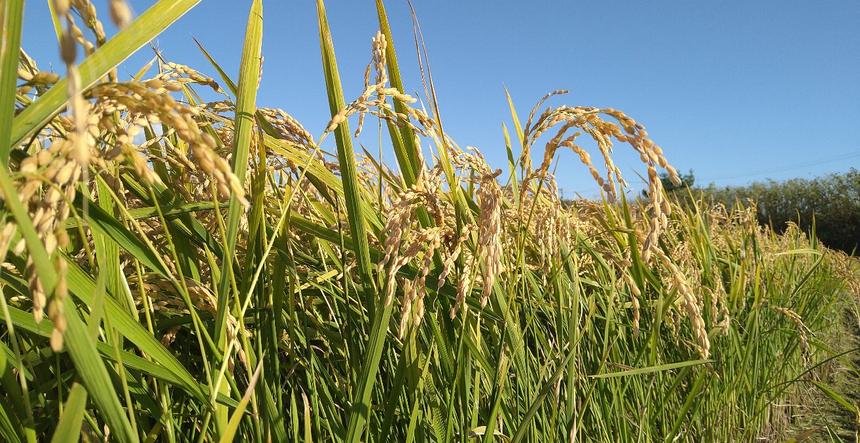 発送開始 令和7年度分 天然行者にんにく 2kg 2025年分予約受付】北海道産自生天然行者ニンニク500g：北海道産