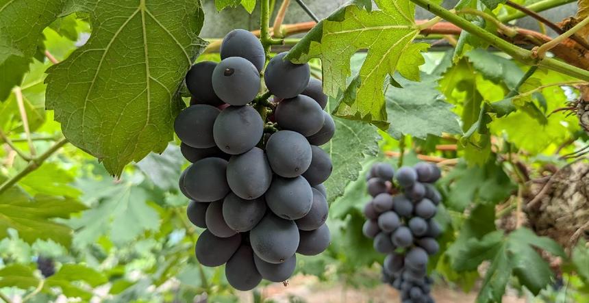 2種食べ比べ】高妻・ピオーネ 2kg | 果物/ぶどう 産直アウル 農家から