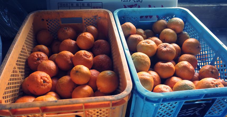 無選別＊自然栽培の屋久島ポンカン（約10kg、12月中旬販売開始