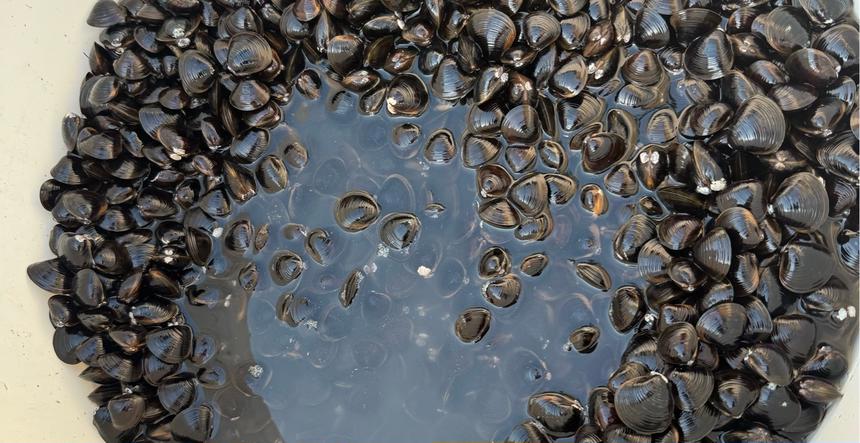 木曽川産超特大 天然大和しじみ 購入後トークにて日時指定OK | 魚介類