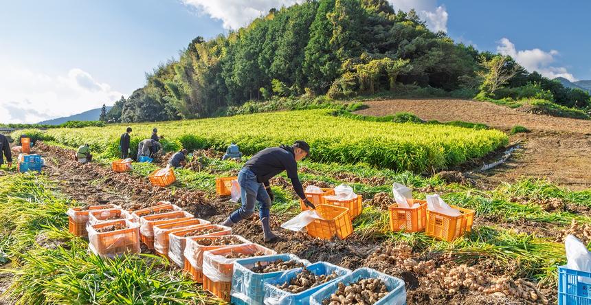 特別栽培 高知県産 香り大生姜 | 野菜/薬味 産直アウル 農家から