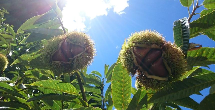 熟成冷凍むき栗1,200g(300g×4) | 果物/栗 産直アウル 農家から直接