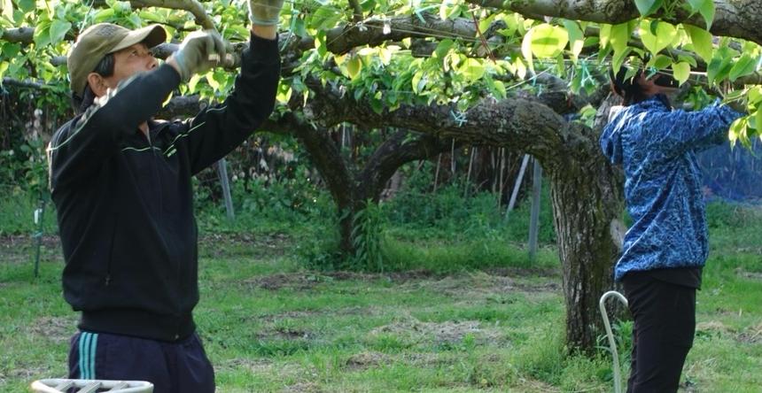 月曜から夜ふかし出演】21世紀梨デラックス シルバーギフト | 果物/梨