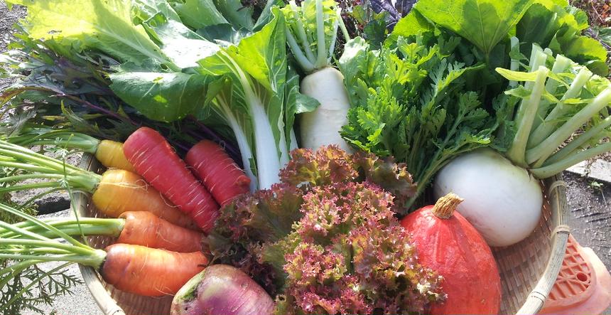 瀬戸内しまなみ産 栽培期間中農薬、化学肥料、除草剤不使用 自然栽培