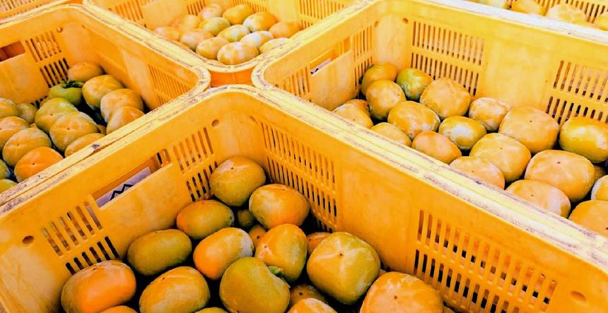 送料500円引き】和歌山県産（梅干し向け）南高梅5kg【Lサイズ以上