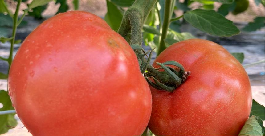 浜青江とまと農園のご紹介 山口市 Owl アウル 農家から直接野菜などの食材を購入できる産地直送の宅配通販サイト