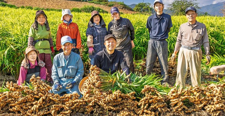 特別栽培 高知県産 香り大生姜 | 野菜/薬味 産直アウル 農家から