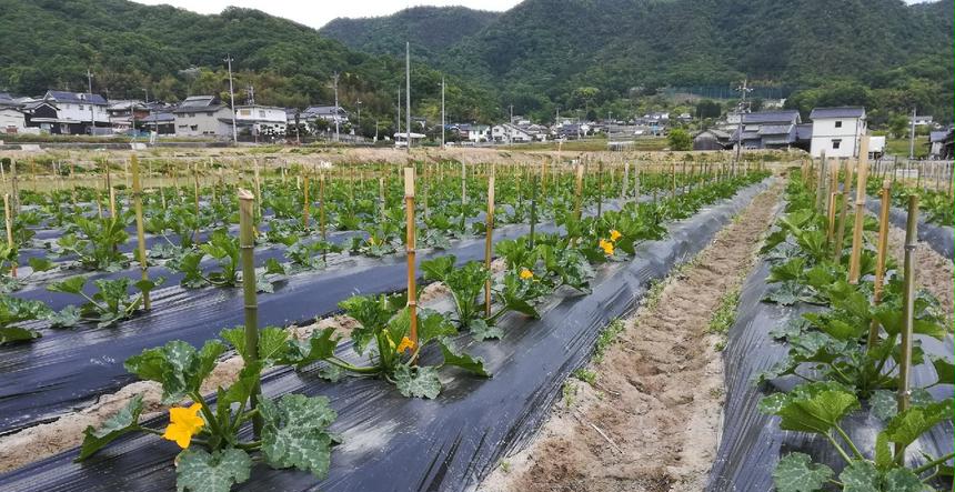 井上農園 矢掛町