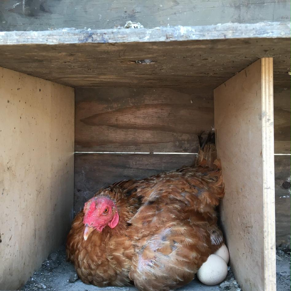 栄養豊富 比内地鶏の正肉 冷凍 1羽分セット 肉 鶏肉 Owl アウル 農家から直接野菜などの食材を購入できる産地直送の宅配通販サイト 栄養豊富 比内地鶏の正肉 冷凍 1羽分セット 肉 鶏肉 Owl アウル 農家から直接野菜などの食材を購入できる産地直送の宅配通販サイト