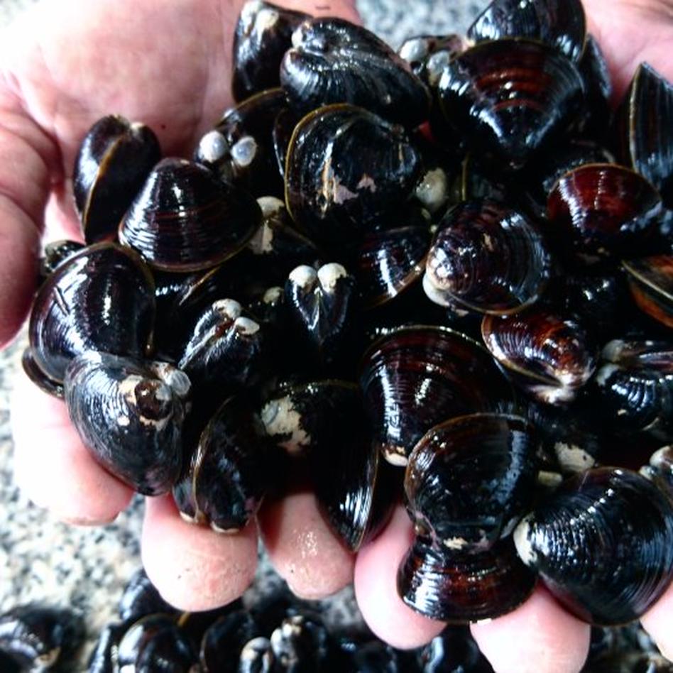 お中元 ｍ ｌサイズ食べ比べ 1年で 魚介類 しじみ Owl アウル 農家から直接野菜などの食材を購入できる産地直送の宅配通販サイト