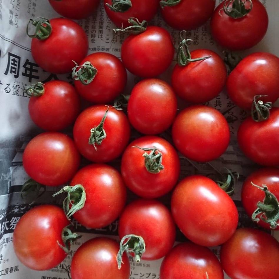 母の日 特別栽培 味くらべミニトマト1キロ 野菜 トマト Owl アウル 農家から直接野菜などの食材を購入できる産地直送の宅配通販サイト