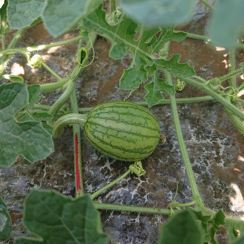 小玉スイカ スウィートキッズ お試し 果物 スイカ Owl アウル 農家から直接野菜などの食材を購入できる産地直送の宅配通販サイト