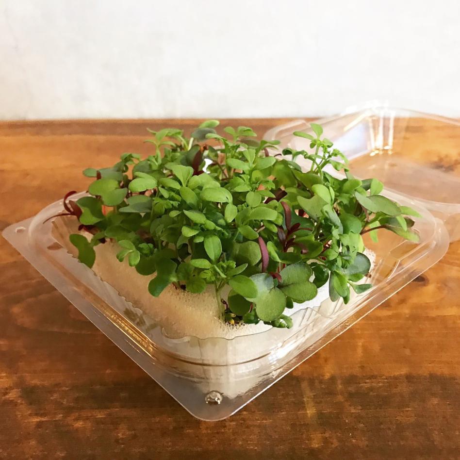 ハーブの幼葉 1 3cm位 をスポンジ付で 野菜 ハーブ Owl アウル 農家から直接野菜などの食材を購入できる産地直送の宅配通販サイト