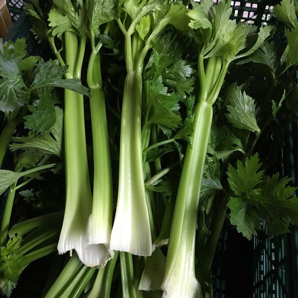 淡路島で栽培した色の濃いセロリ 野菜 その他野菜 Owl アウル 農家から直接野菜などの食材を購入できる産地直送の宅配通販サイト 淡路島で栽培した色の濃いセロリ 野菜 その他野菜 Owl アウル 農家から直接野菜などの食材を購入できる産地直送の宅配通販サイト