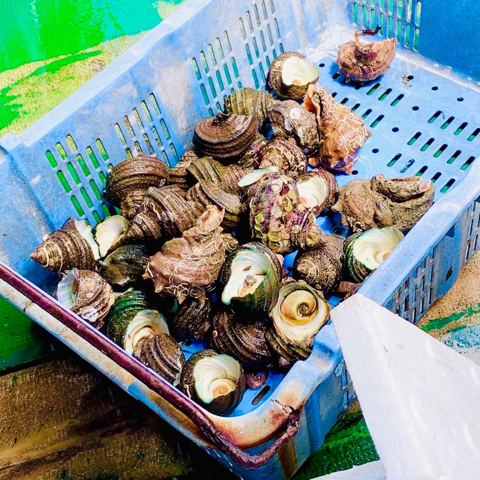 瀬戸内 鮮魚 詰め合わせ 魚介類 セット 詰め合わせ Owl アウル 農家から直接野菜などの食材を購入できる産地直送の宅配通販サイト