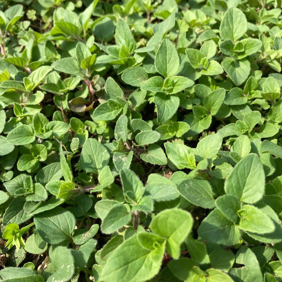 Vegefulportのフレッシュハーブ 野菜 ハーブ Owl アウル 農家から直接野菜などの食材を購入できる産地直送の宅配通販サイト