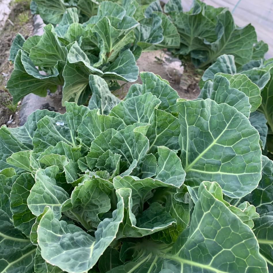 淡路島からのケール 0g 4袋 野菜 その他野菜 Owl アウル 農家から直接野菜などの食材を購入できる産地直送の宅配通販サイト