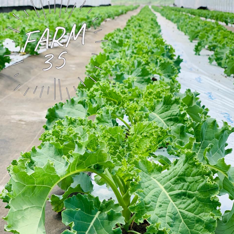 野菜の王様サラダケール 野菜 その他野菜 Owl アウル 農家から直接野菜などの食材を購入できる産地直送の宅配通販サイト