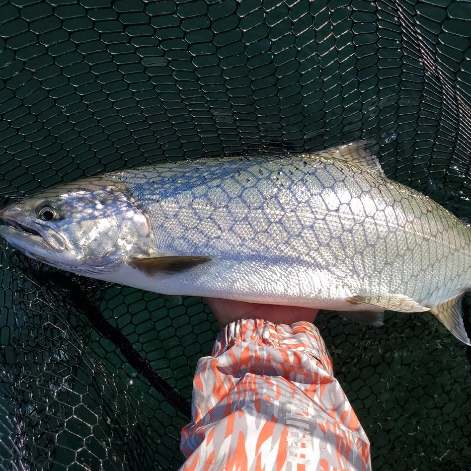天然ビワマス 2尾 1 5kg 魚介類 その他魚介 Owl アウル 農家から直接野菜などの食材を購入できる産地直送の宅配通販サイト